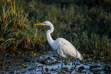 The eastern egret, the white heron of the genus Ardea, is generally considered a subspecies of the great egret. In New Zealand it is known as the white heron or by its Maori name kotuku..​
