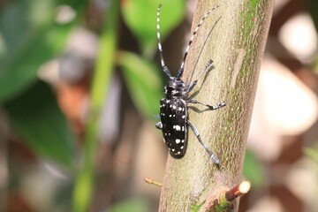 Anoplophora chinensis, the citrus long-horned beetle, is a long-horned beetle native to Japan,...