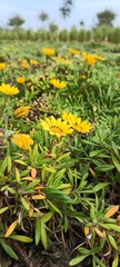 flowers in the garden