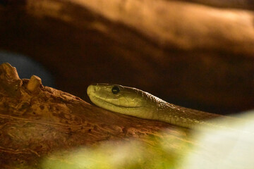 Green Snake Slithering on a Tree Branch