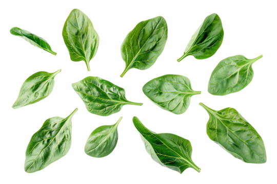 Fresh green leaves, isolated