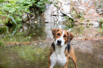 Jolie Beagle devant une Creek en Ardèche France  