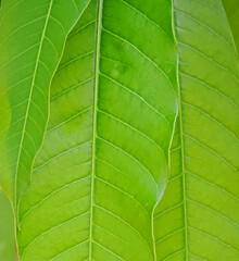 natural green leaf background