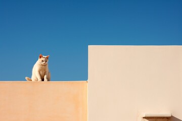 a cat sitting on a wall