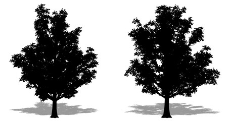 Set or collection of Japanese Sterwartia trees as a black silhouette on white background. Concept or conceptual vector for nature, planet, ecology and conservation, strength, endurance and  beauty