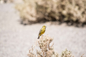 Pequeño pájaro amarillo posado sobre rama. 