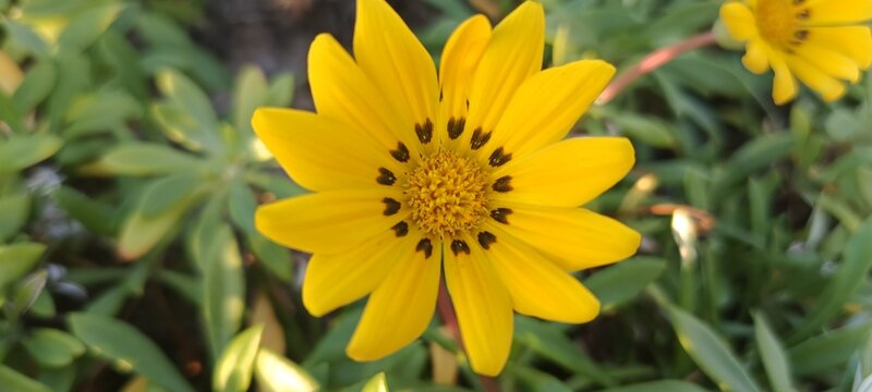 floers