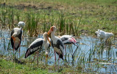 Obraz na płótnie Canvas The greater adjutant is a member of the stork family, Ciconiidae. Its genus includes the lesser adjutant of Asia and the marabou stork of Africa.