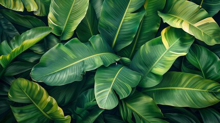 Let the vibrant wallpaper of the lush greenery of a Banana Plant evoke a feeling of tropical paradise in your graphic art.
