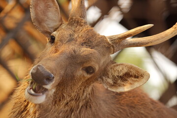 Male deer closeup