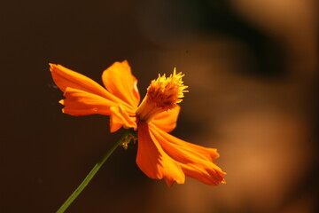 orange flower on black background © JATURA