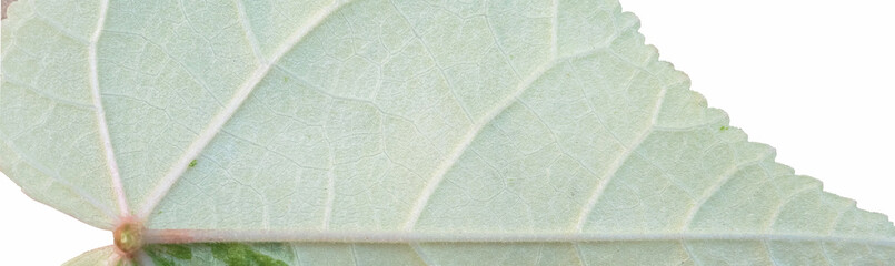 Close up of a Thespesia Populnea Variegated leaf showing the  scaleton.use for background or texture