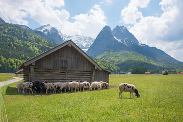 pasture with grazing sheep and barn Grainau, view to Wetterstein alps