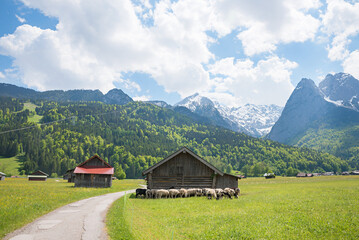 walkway inmidst green pastures, sheep flock beside wooden barn, alpine landscape upper bavaria