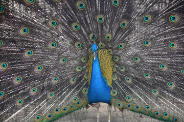Gorgeous Peacock with Eye Feathers Extended Around Him