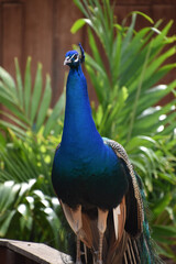 Blue Peacock Standing Up Tall with Plummage Down