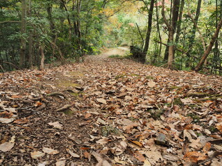 枯葉に覆われた山道
