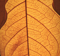 dried leaves background