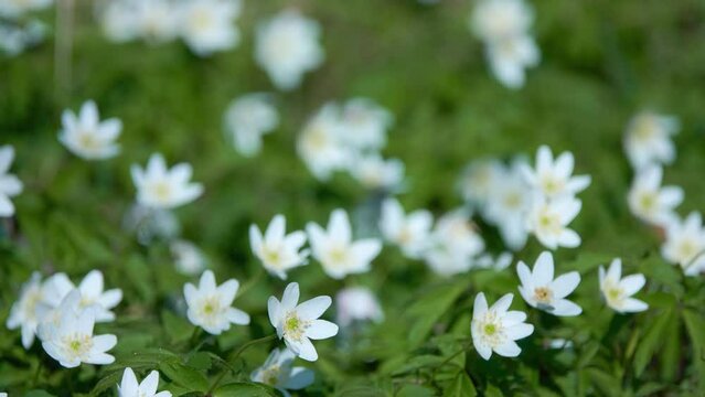 Anemonoides (Anemone) nemorosa, wood anemone, is early-spring flowering plant in buttercup family Ranunculaceae. Windflower, European thimbleweed, and smell fox, allusion to musky smell of leaves.
