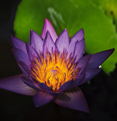 blooming lotus flower in garden