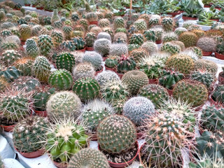 Obraz premium many Captus (cactaceae) of different species on a surface.