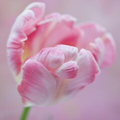 Painterly Silver Parrot Tulip