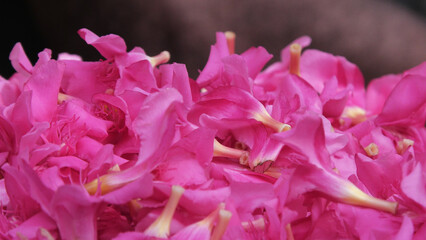 Beautiful pink oleander flowers displayed in a flower shop