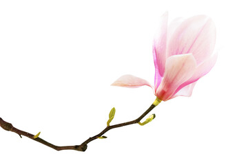 Naklejka premium Pink Magnolia Flower