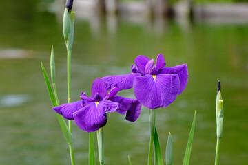 梅宮大社神苑に咲く紫色の花菖蒲