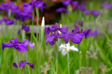 梅宮大社神苑に咲く紫色の花菖蒲