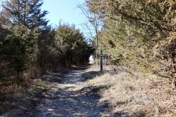 The hiking trail in the woods on a sunny day.