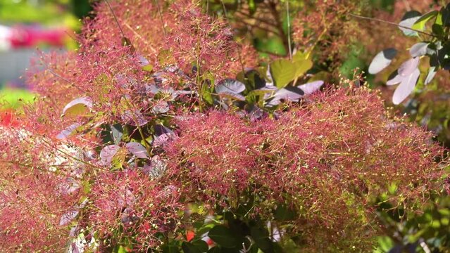 Cotinus coggygria, Rhus cotinus, European smoketree, Eurasian smoketree, smoke tree, smoke bush, Venetian sumach, or dyer's sumach is a species of flowering plant in the family Anacardiaceae.