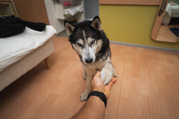 A husky dog ​​with multi-colored eyes gives a paw to the owner of the house.