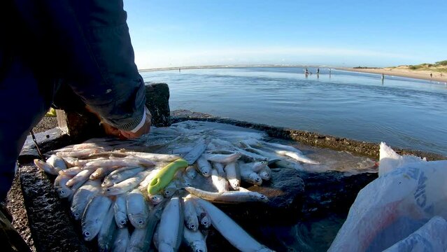 pescador limpando peixe em bancada na beira do rio e bando de aves silvestres aguardando oferta de peixes para se alimentar, ecologia, pesca artesanal