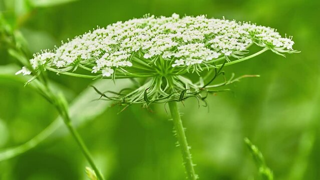 Aethusa cynapium (fool's parsley, fool's cicely, or poison parsley) is an annual or biennial herb in plant family Apiaceae, genus Aethusa, native to Europe, western Asia, and northwest Africa.