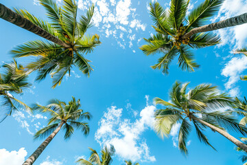 Photo of palm trees from below against blue sky. Beach holiday concept in exotic places