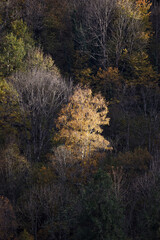 Foret d’Ariège en automne