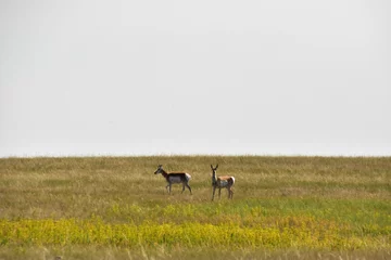 Plexiglas foto achterwand Peninsular Pronghorns Standing on the Plains © dejavudesigns