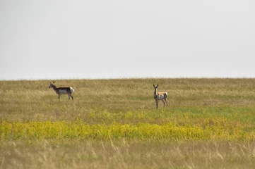 Fotobehang Pair of American Antelope on the Plains © dejavudesigns
