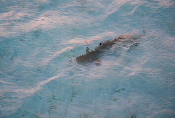 Silhouette of shark under the water surface.