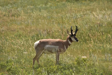 Zelfklevend Fotobehang American Antelope Standing on the Prairie © dejavudesigns