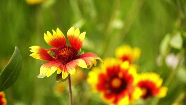 Gaillardia pulchella (firewheel, Indian blanket, Indian blanketflower, or sundance), is a North American species of short-lived perennial or annual flowering plants in the sunflower family.