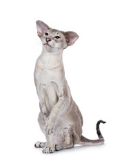 Young adult blue point Siamese cat, sitting facing front with one paw in air. Looking up and beside camera. isolated on a white background.