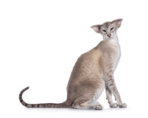 Young adult blue point Siamese cat, sitting side ways. Looking straight to camera. isolated on a white background.