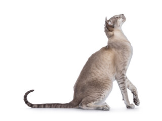 Young adult blue point Siamese cat, sitting side ways. Looking up showing profile. isolated on a white background.