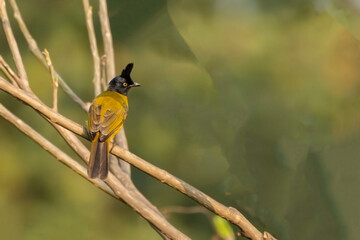 A black crested bulbul bird from Buxa, West Bengal, India