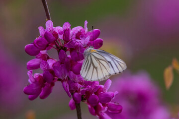 a butterfly sitting on a petal