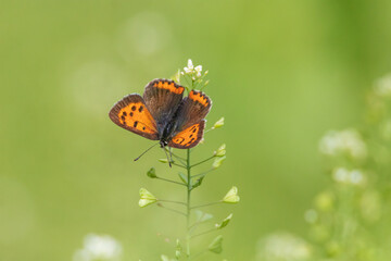 a butterfly sitting on a petal