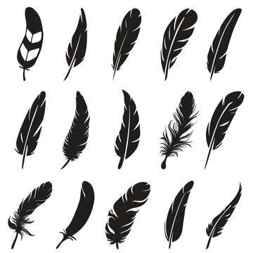 Fototapeta feathers