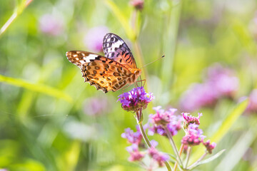 Fototapeta premium a butterfly sitting on a petal